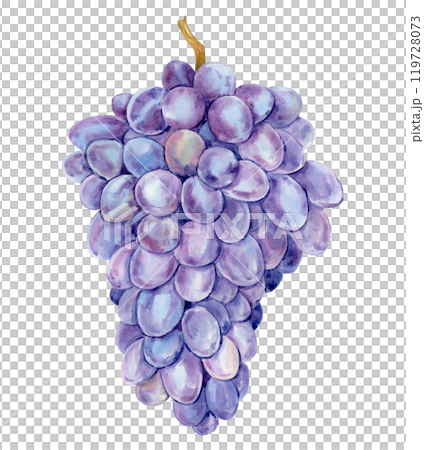 Watercolor purple grapes. Illustration of purple fruit isolated on white background. Grape symbol for wine, juice, jam labels. Clipart for winery, cafe, restaurant. Watercolor purple grapes. Illustration of purple fruit isolated on white background. Grape symbol for wine, juice, jam labels. Clipart for winery, cafe, restaurant. 119728073