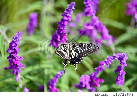 アゲハチョウ アゲハチョウ 119728672