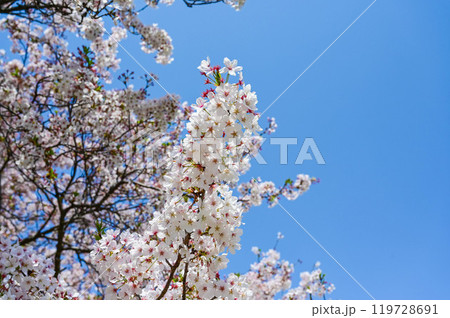 背景 バックグラウンド バックグランド 119728691