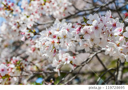 背景 バックグラウンド バックグランド 119728695