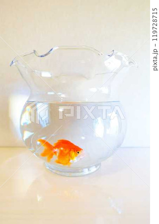 キンギョ 金魚 魚 夏 日本 和 キンギョ 金魚 魚 夏 日本 和 119728715
