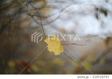Single orange autumn fall maple leaf hanging on bare branches with a brown blurred forest in the background on an rainy overcast day Single orange autumn fall maple leaf hanging on bare branches with a brown blurred forest in the background on an rainy overcast day 119728747