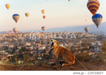 A dog sits on a hill watching hot air balloons over a city in Cappadocia Turkey A dog sits on a hill watching hot air balloons over a city in Cappadocia Turkey 119728827