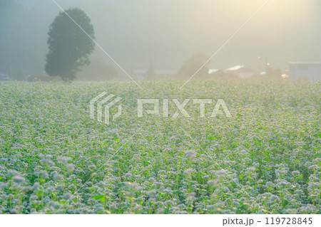 朝日に輝く満開の蕎麦畑【大町市】 朝日に輝く満開の蕎麦畑【大町市】 119728845