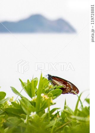 大分県姫島のアサギマダラ 大分県姫島のアサギマダラ 119728881