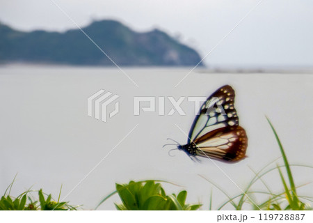 大分県姫島のアサギマダラ 119728887