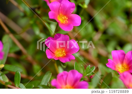 ポーチュラカ 119728889