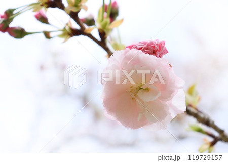 松月 ショウゲツ 八重咲の桜の花 クローズアップ 松月 ショウゲツ 八重咲の桜の花 クローズアップ 119729157