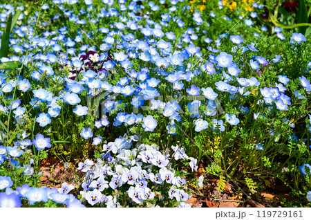 きれい 美しい 綺麗 119729161