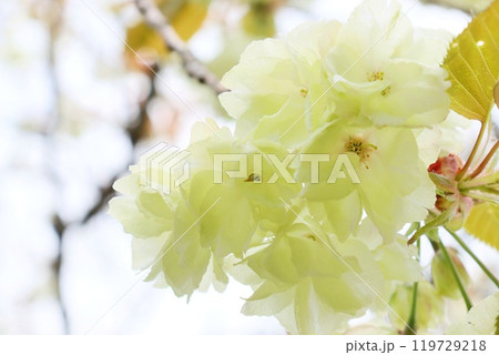 ウコン　黄緑色の桜の花　クローズアップ 119729218