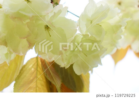 ウコン 黄緑色の桜の花 クローズアップ ウコン 黄緑色の桜の花 クローズアップ 119729225