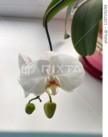 Delicate white orchid gracefully blossoms on a windowsill, with budding flowers reflecting the beauty of nature elegance. Soft light enhances the serene atmosphere, highlighting the purity and Delicate white orchid gracefully blossoms on a windowsill, with budding flowers reflecting the beauty of nature elegance. Soft light enhances the serene atmosphere, highlighting the purity and 119729288