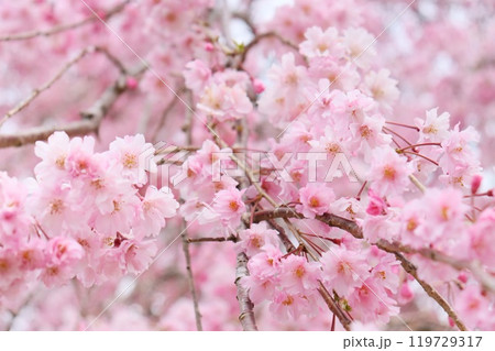 秋田角館しだれ桜　ピンク色の桜の花 119729317