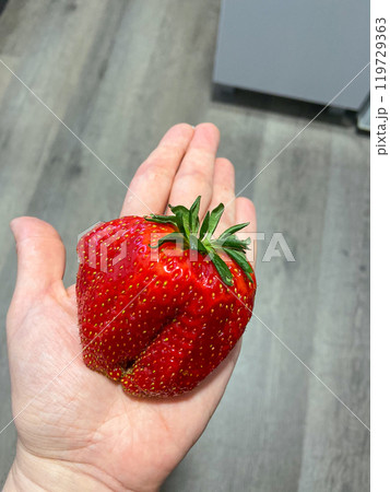 Large vibrant red strawberry rests in the palm of a hand, exemplifying the beauty and bountifulness of fresh produce. Vivid detail in the strawberry texture and color highlights its ripeness and Large vibrant red strawberry rests in the palm of a hand, exemplifying the beauty and bountifulness of fresh produce. Vivid detail in the strawberry texture and color highlights its ripeness and 119729363