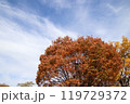 紅葉と秋空 119729372