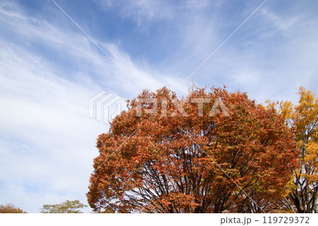 紅葉と秋空 119729372