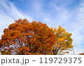 紅葉と秋空 119729375