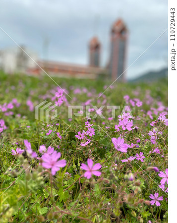 Field of delicate pink flowers blooms vibrantly in the foreground, with blurred buildings providing a backdrop under a cloudy sky. Balance between nature and architecture highlights the coexistence of 119729443