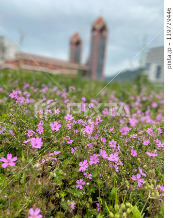 Field of delicate pink flowers blooms vibrantly in the foreground, with blurred buildings providing a backdrop under a cloudy sky. Balance between nature and architecture highlights the coexistence of 119729446