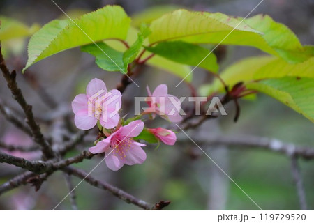 毛呂山町の里山に咲く可憐な河津桜の花 119729520