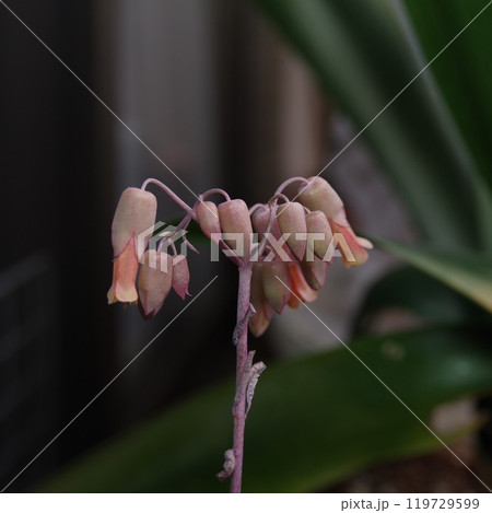 カランコエラクシフローラ胡蝶の舞 カランコエラクシフローラ胡蝶の舞 119729599