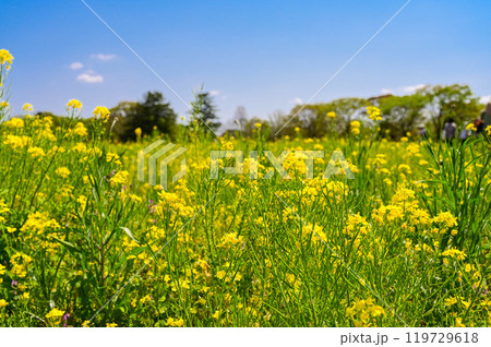 アフリカ アフリカ大陸 アフリカ産 119729618
