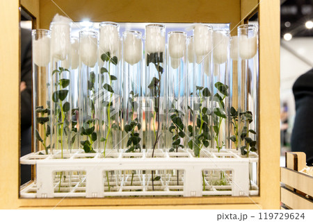 Potato meristem in vitro. Sprouts of an agricultural plant grown in vitro. 119729624