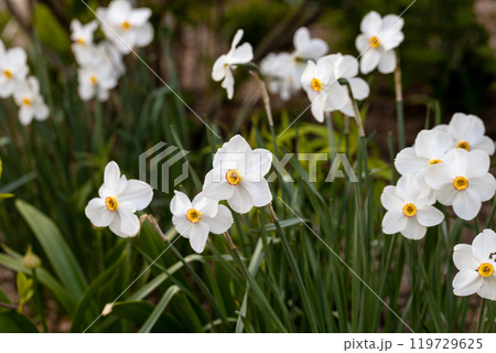 Close-up of white narcissus flowers (Narcissus poeticus) in spring garden. Beautiful daffodils against green bokeh background. 119729625