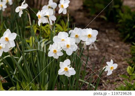 Close-up of white narcissus flowers (Narcissus poeticus) in spring garden. Beautiful daffodils against green bokeh background. Close-up of white narcissus flowers (Narcissus poeticus) in spring garden. Beautiful daffodils against green bokeh background. 119729626