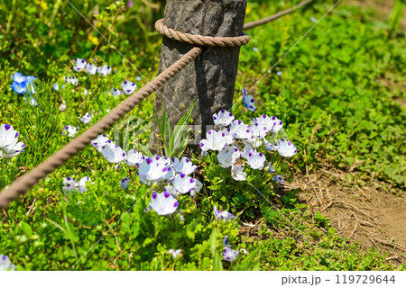 クロ－ズアップ クローズアップ 接写 119729644