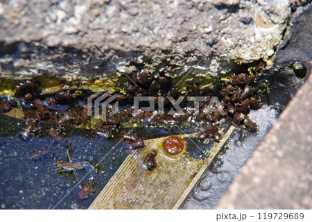 オタマジャクシ オタマジャクシ 119729689