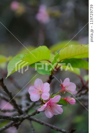 毛呂山町の里山に咲く可憐な河津桜の花 119729739