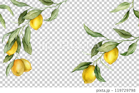 Lemon Fruits rectangular Frame. Hand drawn watercolor illustration of Border with Citrus branches on white isolated background. Drawing with tropical fruit lemon for food label or cards design. Lemon Fruits rectangular Frame. Hand drawn watercolor illustration of Border with Citrus branches on white isolated background. Drawing with tropical fruit lemon for food label or cards design. 119729798