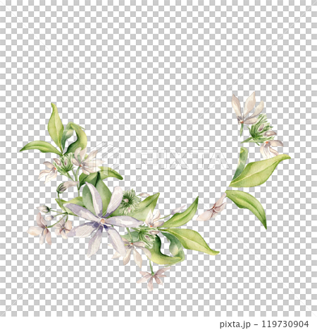 Flowers jasmine, buds soft pink colors watercolor wreath isolated. White floral arrangement of jasmine in botanical style hand drawn. Camellia painted for design package, wedding card, label. 119730904