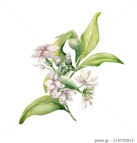 Jasmine on branch watercolor illustration isolated on white. White flower camellia botanical style hand drawn. Flowers of jasmine and leaves painted for design label, package cosmetic, herbal tea Jasmine on branch watercolor illustration isolated on white. White flower camellia botanical style hand drawn. Flowers of jasmine and leaves painted for design label, package cosmetic, herbal tea 119730912