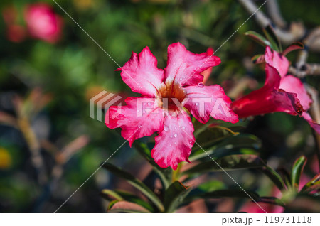 red blooming adenium flower on bush in summer in Asia in Vietnam close-up 119731118