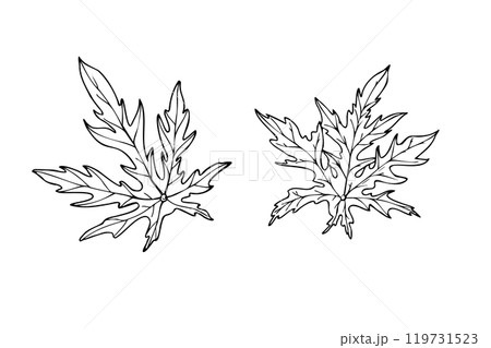 Vector single deeply lobed papaya leaves with jagged edges vector isolated illustration painted by black inks. Tropical fresh plant top view monochrome flat for medicine design, food decor. Vector single deeply lobed papaya leaves with jagged edges vector isolated illustration painted by black inks. Tropical fresh plant top view monochrome flat for medicine design, food decor. 119731523