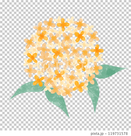 可愛的桂花水彩插圖 119731578