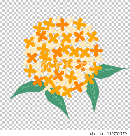 桂花的可愛插畫 119731579