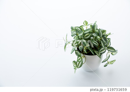 フェイクグリーンの観葉植物　白バック 119731659