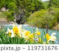 清津峡の川岸に咲く水仙 119731676