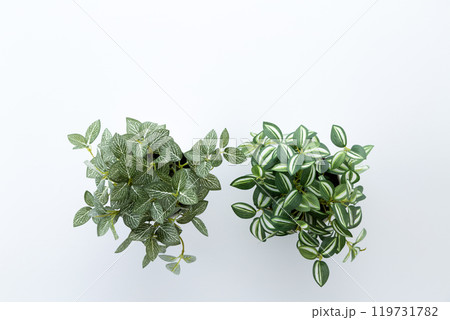 フェイクグリーンの観葉植物　白バック 119731782