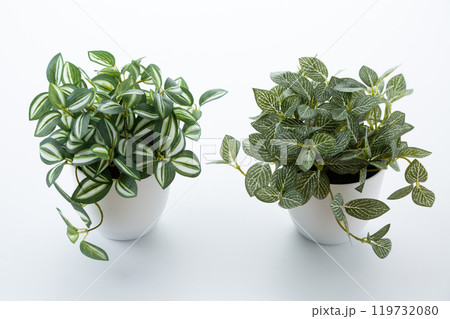 フェイクグリーンの観葉植物　白バック 119732080