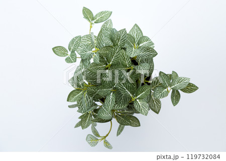 フェイクグリーンの観葉植物　白バック 119732084