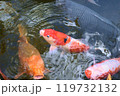 池で泳ぐ鯉 119732132