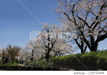 桜並木は満開で人々は賑やかで楽しそうに行ったり来たり 119732494