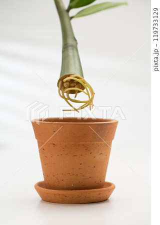Branch and root of a Zz plant and a clay pot for propagation. Branch and root of a Zz plant and a clay pot for propagation. 119733129