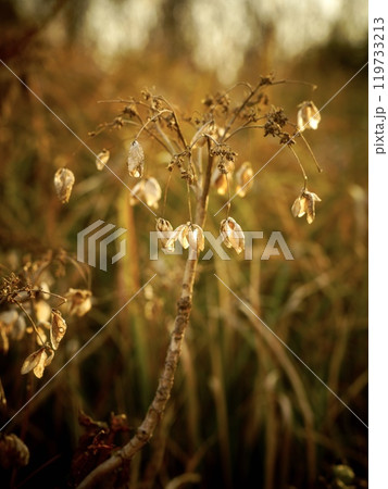 光に照らされる枯れた紫陽花 光に照らされる枯れた紫陽花 119733213