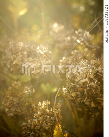 光に照らされる枯れた紫陽花の花 光に照らされる枯れた紫陽花の花 119733221