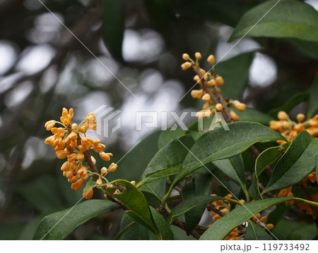 花を開き始めた咲き始めたキンモクセイ（オレンジ色の金木犀の花とつぼみ） 119733492